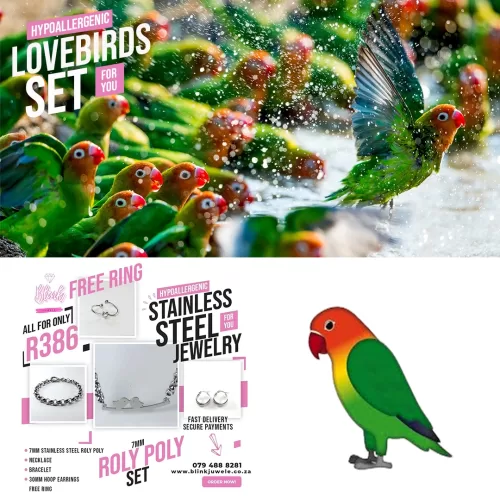 Lovebirds Set